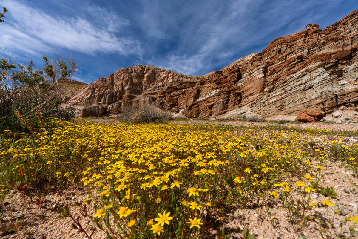 Flores silvestres en el Parque Estatal Red Rock Canyon, en California