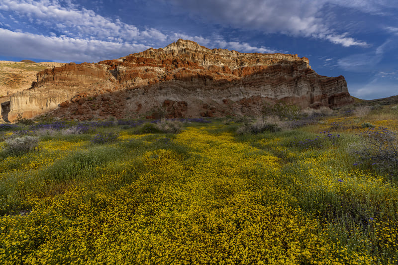 Wildflowers in Red Rock Canyon State Park in California