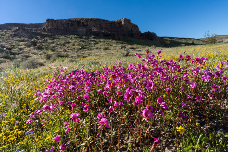 Wildblumen im Red Rock Canyon State Park in Kalifornien