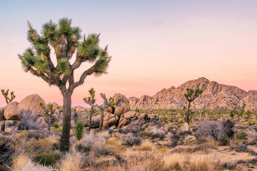 Joshua Tree