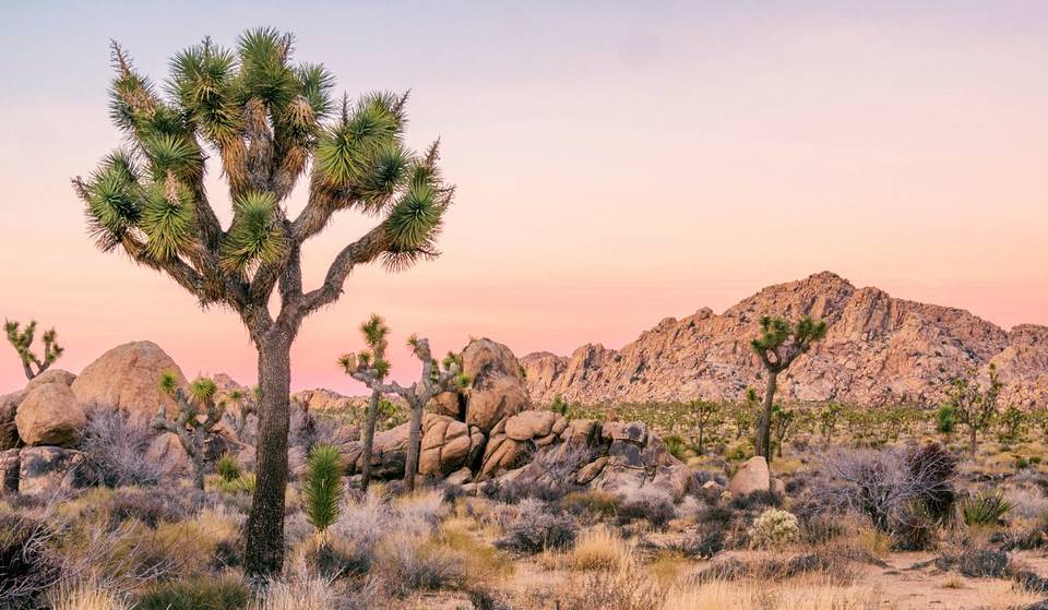 « Au revoir, parc national de Joshua Tree » : son entrée la plus fréquentée ferme pendant la saison la plus chargée