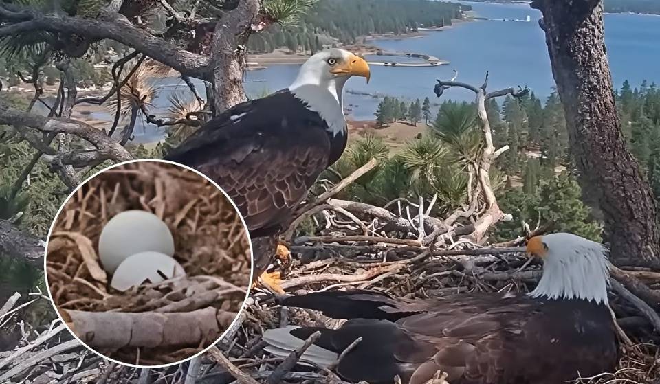 Les aigles de Big Bear : la deuxième couvée de Jackie et Shadow pourrait éclore bientôt — L&rsquo;observation des poussins commence la semaine prochaine