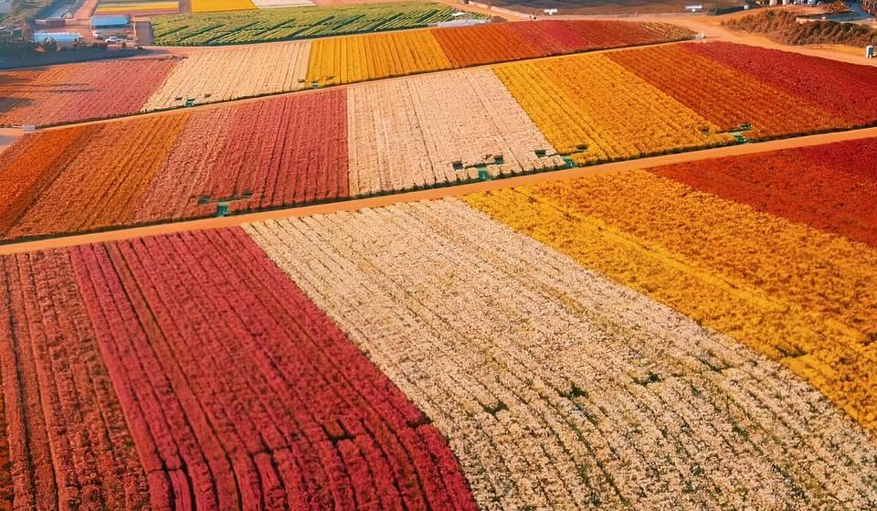 The Largest Flower Field In The U.S. Is Now In Peak Bloom In This California City — With 80 Million Blossoms