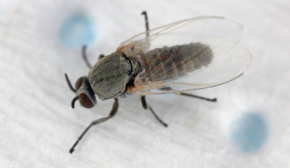 Hundreds Of ‘Eye-Biting’ Black Flies Are Swarming SoCal — And Your Blue Shirts Are Making You A Target