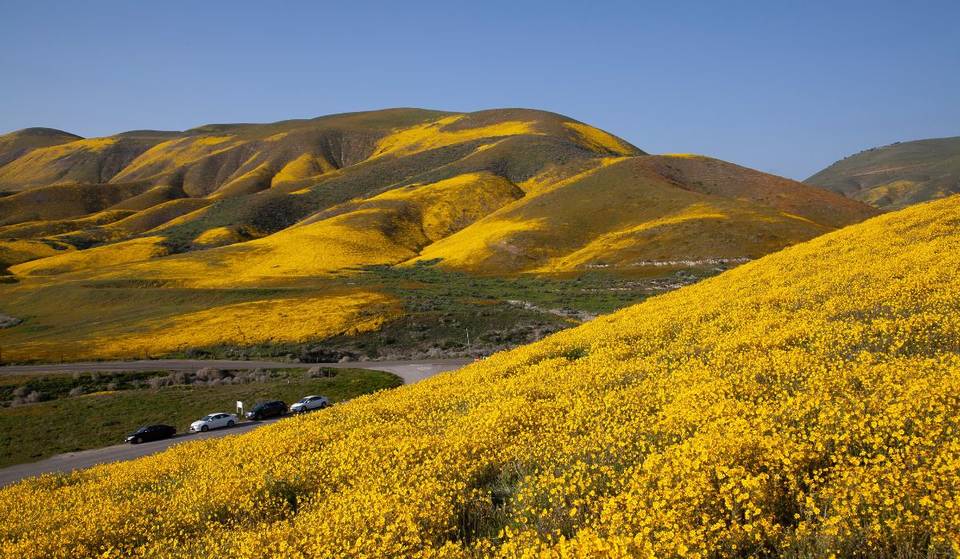 Las imágenes de la NASA revelan que la superfloración de California es visible desde el espacio: las flores silvestres cubren como una alfombra este querido monumento nacional