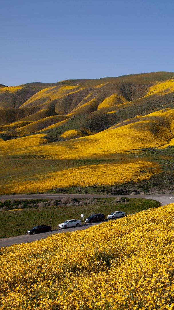NASA Images Reveal California Superbloom Is Visible From Space: Wildflowers Are Carpeting This Beloved National Monument