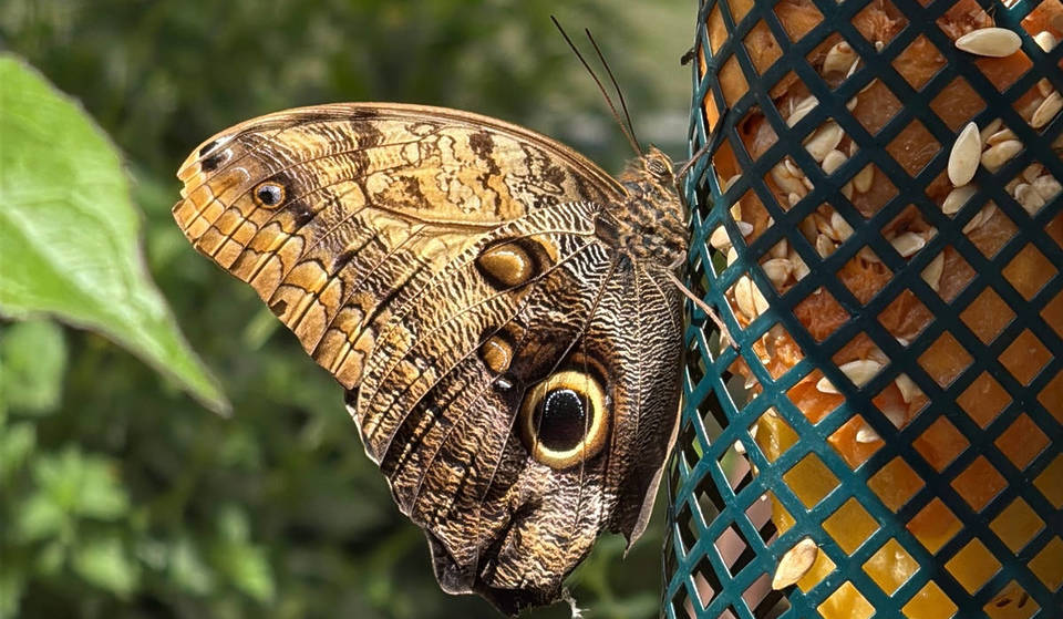El Pabellón de las Mariposas del Museo de Historia Natural de Los Ángeles ya está abierto: necesitarás una reserva, pero aquí te explicamos cómo entrar gratis al museo