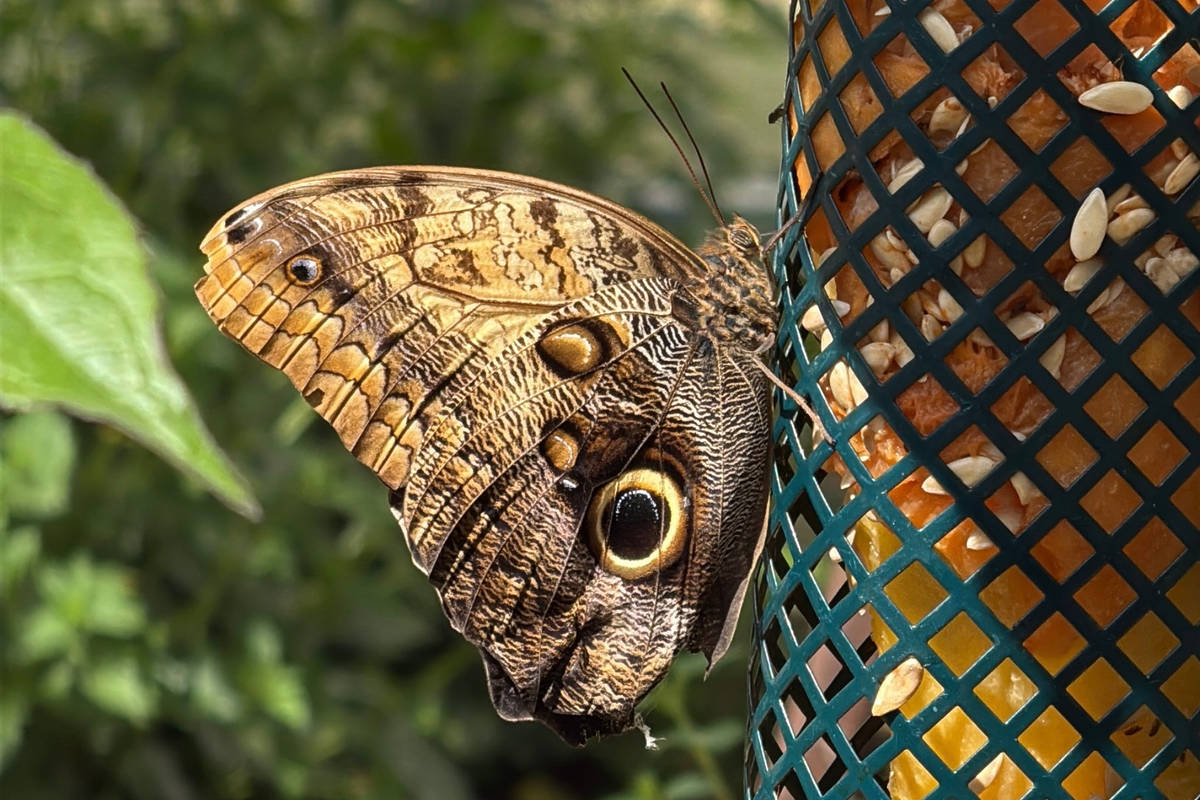 The Butterfly Pavilion At L.A.’s Natural History Museum Is Now Open – You’ll Need A Reservation, But Here’s How To Get Inside The Museum For Free