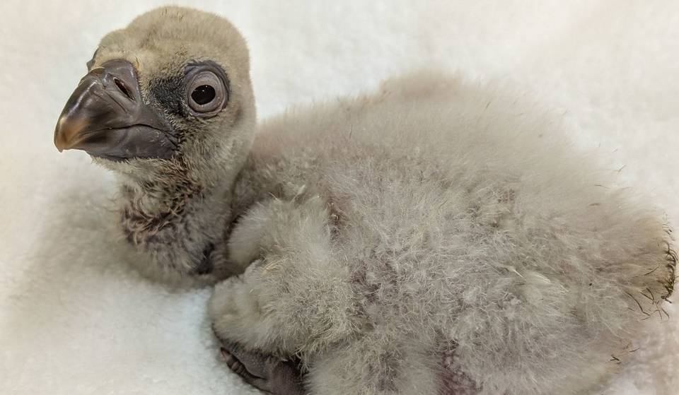 Eine der am stärksten bedrohten Arten Afrikas ist gerade zum ersten Mal überhaupt im L.A. Zoo geschlüpft