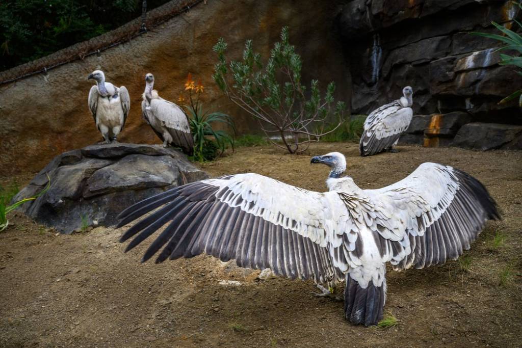 L.A. Zoo Cape Vulture New Exhibit. Photo by Jamie Pham. Courtesy of L.A. Zoo