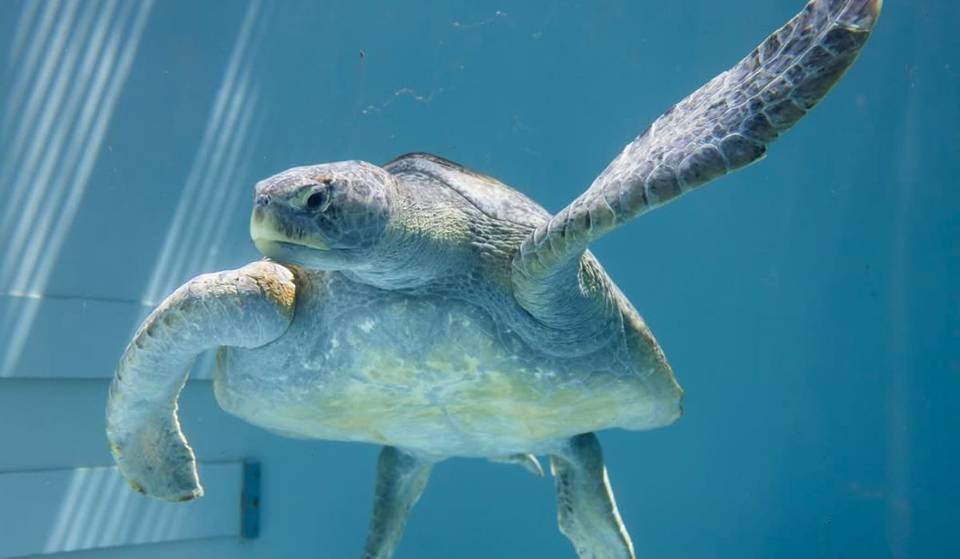 Lerne Meatloaf kennen: Die 200-Pfund-Grüne Meeresschildkröte, die nach einer wundersamen Genesung im Aquarium of the Pacific ihr Debüt feiert