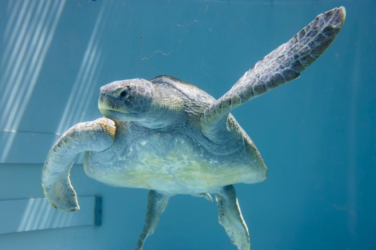 Meet Meatloaf: The 200-Pound Green Sea Turtle Debuting At The Aquarium Of The Pacific After A Miraculous Recovery