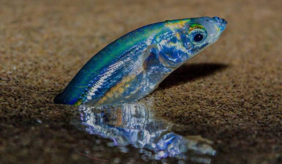 Tausende Fische werden im Rahmen eines der seltensten Naturphänomene der Welt aus dem Meer an die Strände Südkaliforniens schwimmen – hier ist der Zeitpunkt