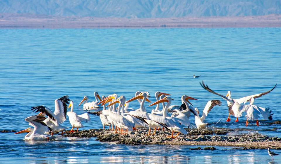 Zum ersten Mal seit 15 Jahren gründet Kalifornien eine neue Behörde, um den größten und am stärksten verschmutzten See des Bundesstaates zu retten – über 2.000 Acres wurden bereits renaturiert