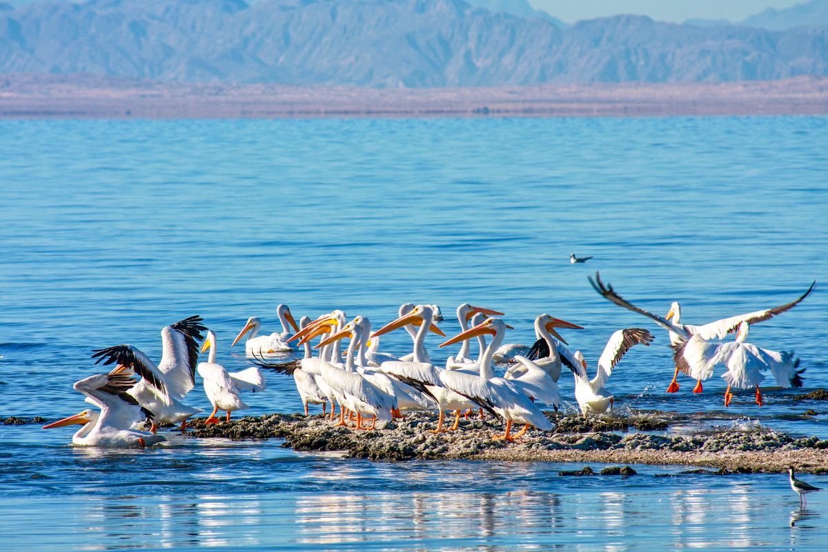 For The First Time In 15 Years, California Launches A New Agency To Save The State’s Largest And Most Polluted Lake — 2,000+ Acres Have Already Been Restored