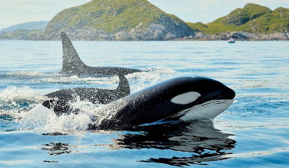 Diese Woche kommt eine riesige neue, immersive Orca-Ausstellung ins Naturkundemuseum – mit lebensgroßen Nachbildungen und stimmungsvollen Unterwasserwelten