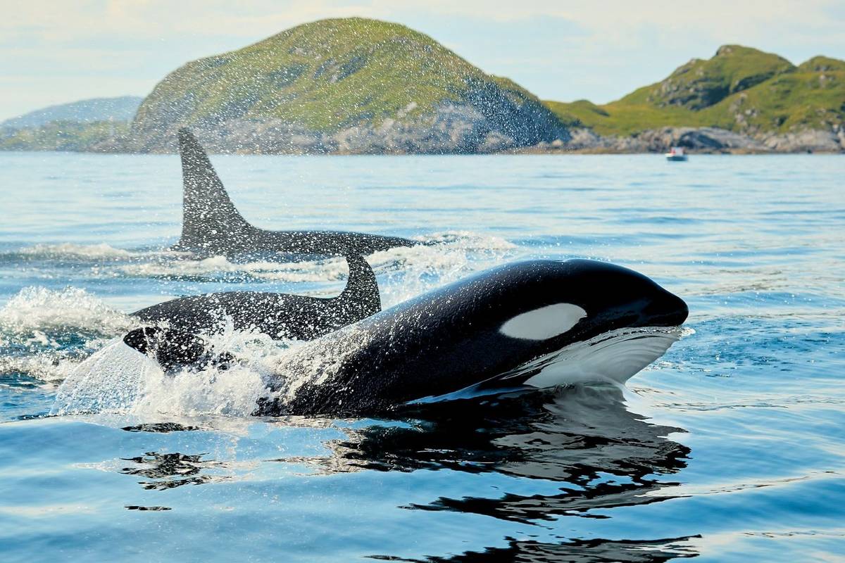 A Massive New Immersive Orca Exhibition Is Coming To The Natural History Museum...