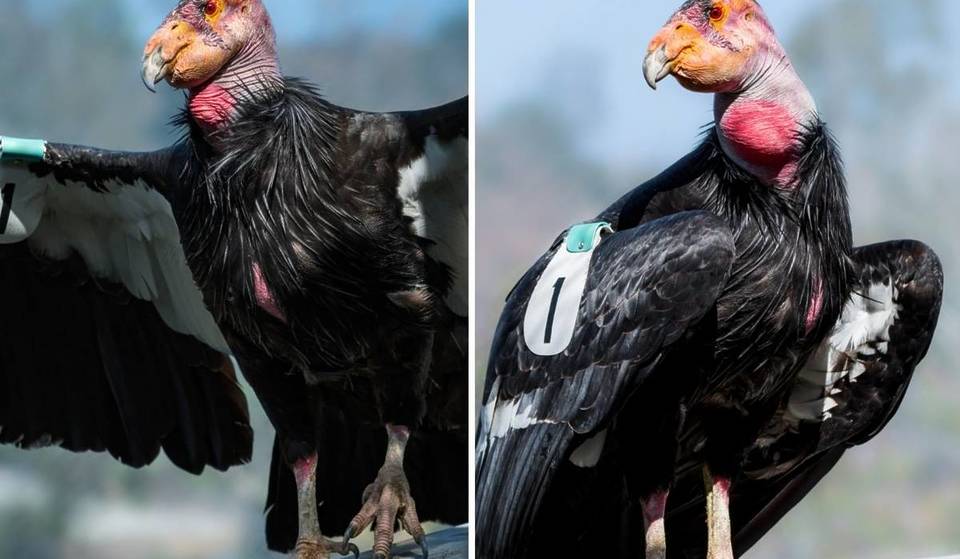 Topa Topa, el histórico cóndor de California de Los Ángeles, cumple 60 años: padre de más de 300 descendientes, es el primero en vivir en un zoológico