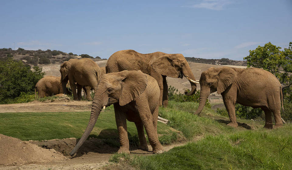 Der San Diego Zoo Safari Park hat seine größte Erweiterung seit mehr als 50 Jahren eröffnet: eine 13 Hektar große Savanne, in der du neben einer Herde afrikanischer Elefanten spazieren gehen kannst