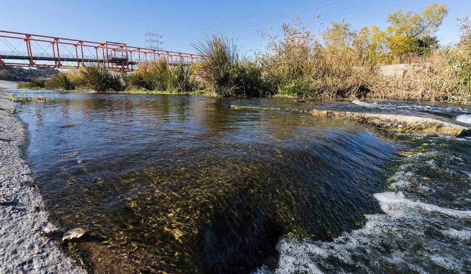 Después de casi 90 años, algunas secciones del río Los Ángeles por fin se están recuperando, y una especie de ave autóctona está regresando
