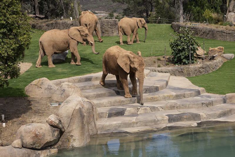 abrevadero de Elephant Valley.