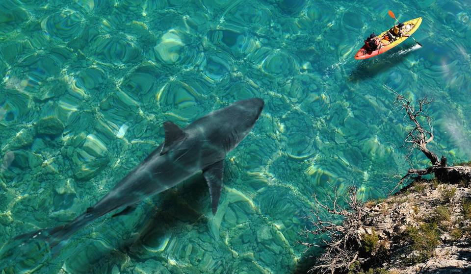 California Is Officially The Third State With The Most Unprovoked Shark Attacks In America — Right After Hawaii And Florida