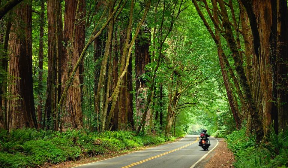 This 31-Mile California Road Known As The ‘Finest Forest Drive In The World’, Passes Through Some Of The Tallest Trees On Earth