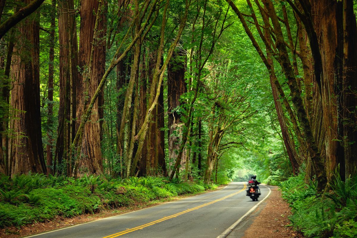 This 31-Mile California Road Known As The ‘Finest Forest Drive In The World’, Passes Through Some Of The Tallest Trees On Earth
