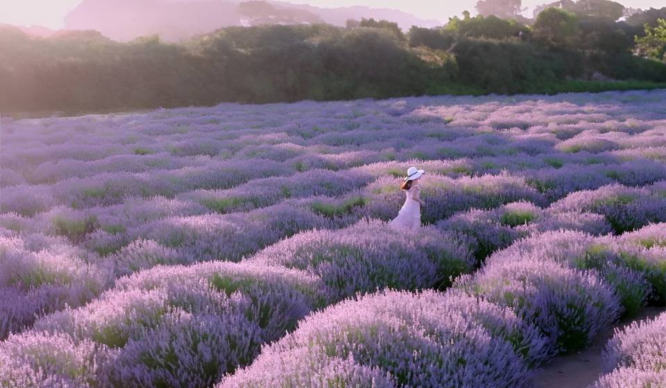 El campo de lavanda más grande del sur de California se prepara para su 22.º festival anual el mes que viene: pasea por 20 acres de flores iluminadas por 100 000 luces