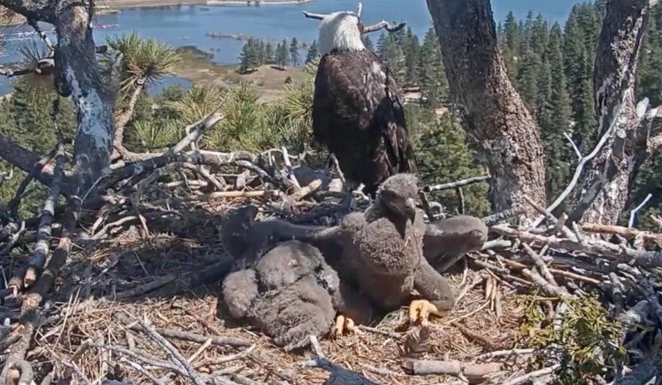 Big Bear’s newest celebrity eaglets have names – A local third-grader vote honors late environmental advocate behind the livestream