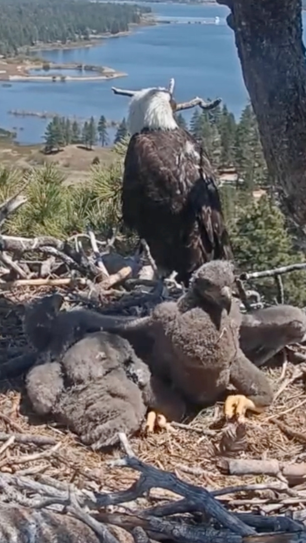 Les tout nouveaux aiglons vedettes de Big Bear ont un nom – Un vote des élèves de CE2 rend hommage à la défunte militante écologiste à l'origine de la diffusion en direct