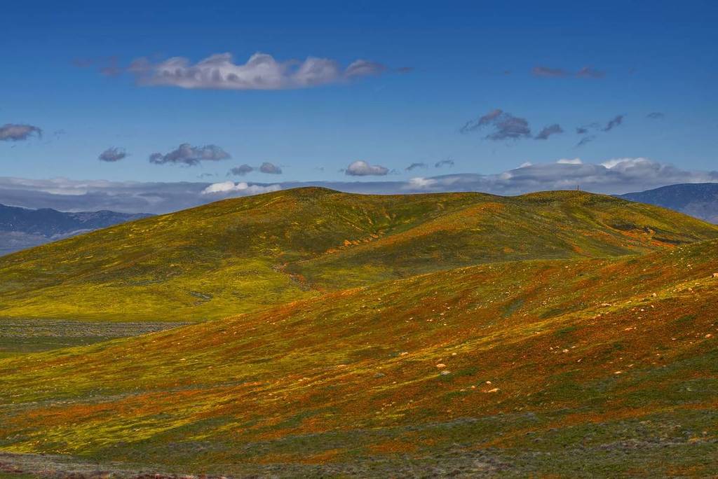 Parc d'État d'Antelope Valley