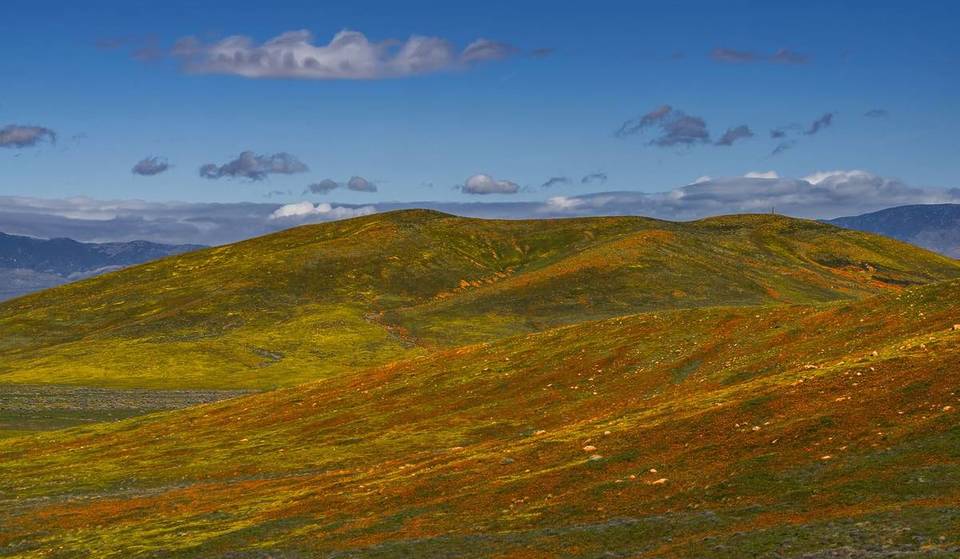 Dieser 1.781 Hektar große Park, 1,5 Stunden von L.A. entfernt, wurde zum „besten kalifornischen State Park für Wildblumen“ gewählt – und er ist gerade 50 Jahre alt geworden