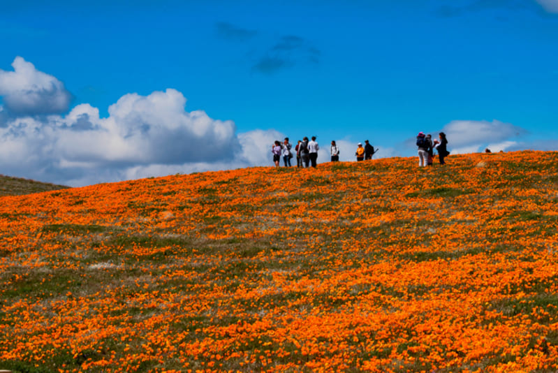 Poppies at Antelope Valley state park.