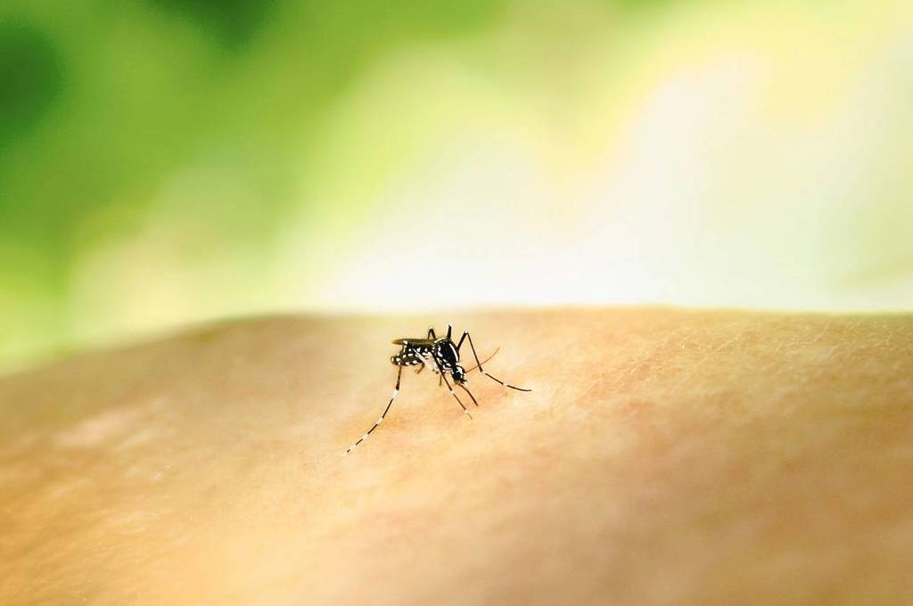 mosquitos