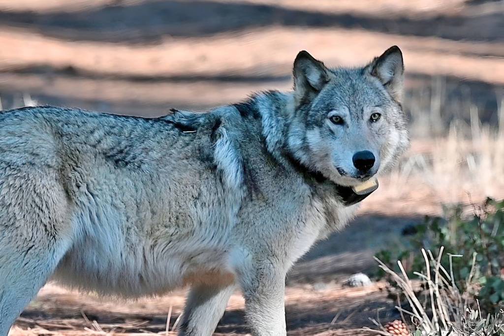 Grey Wolf
