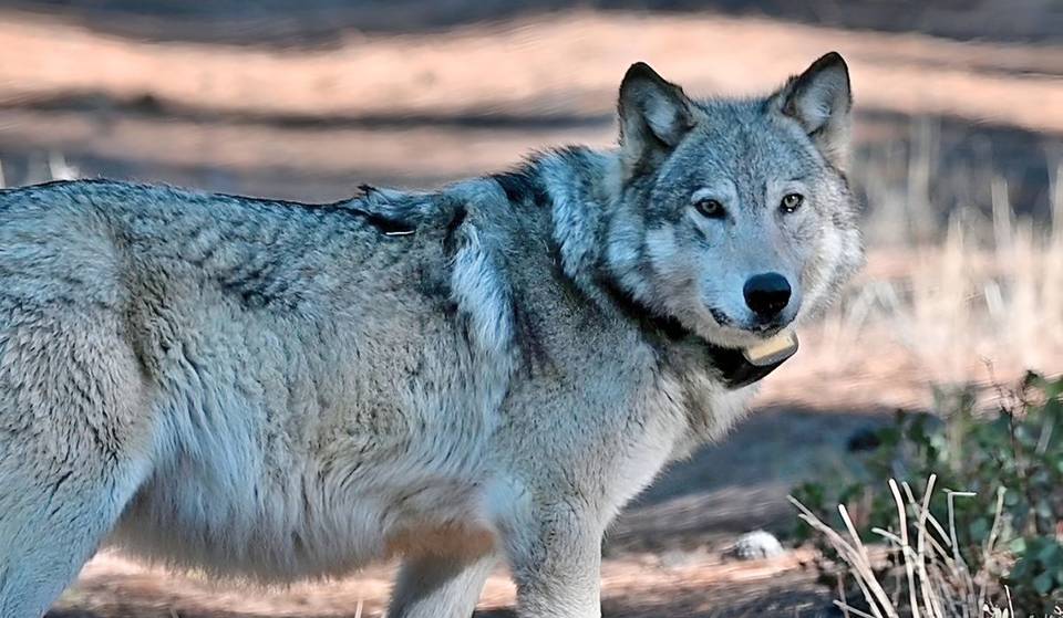 Por primera vez en más de 100 años, un lobo gris ha entrado en el Parque Nacional de Sequoia; también fue avistado en el condado de Los Ángeles en febrero