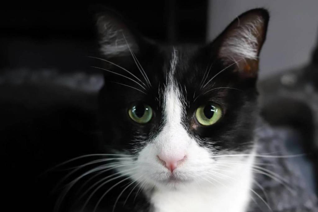 Pasadena is hosting a cool cat-themed carnival this June where you can mingle with 40 rescue cats for free