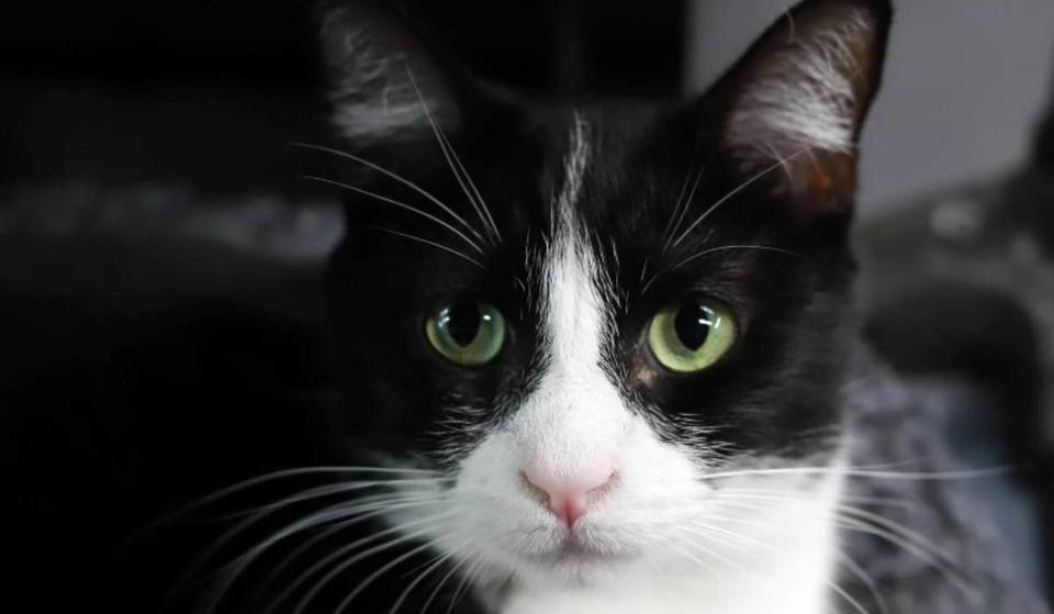 Pasadena veranstaltet diesen Juni einen coolen Karneval zum Thema Katzen, bei dem du dich kostenlos unter 40 gerettete Katzen mischen kannst