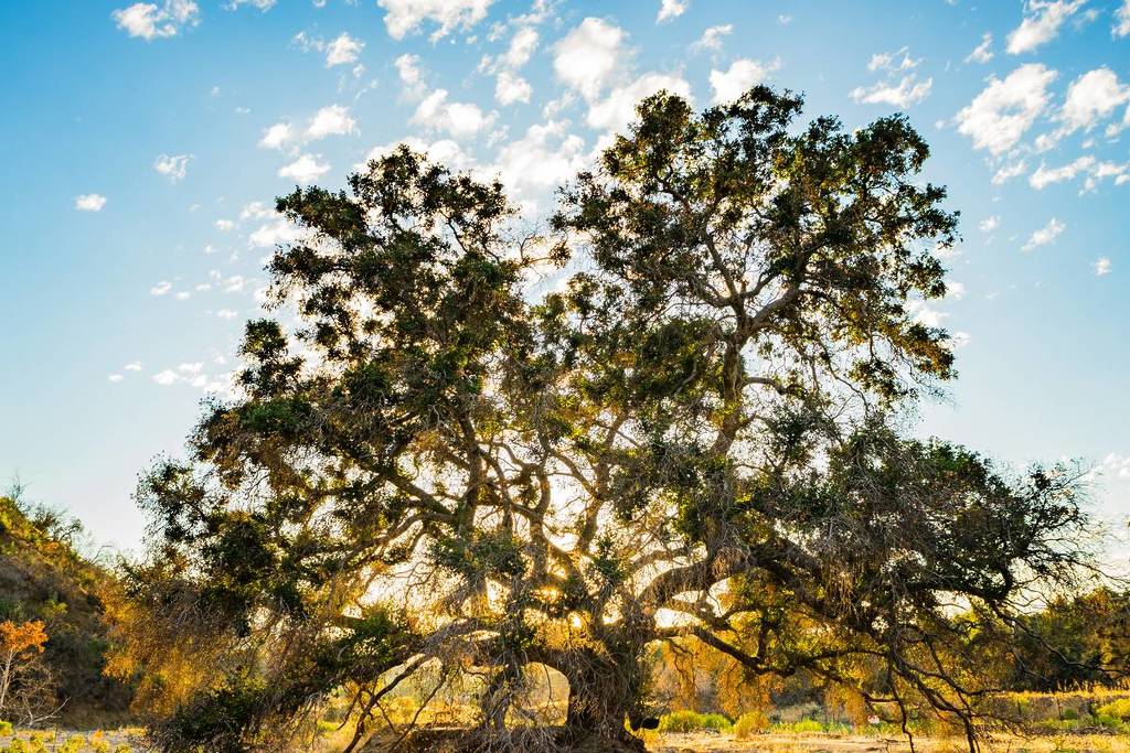 Angeles National Forest