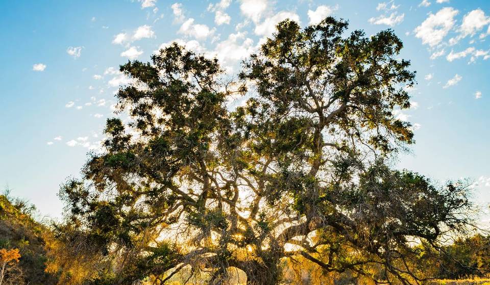 Less crowded than Yosemite, this 700,000-acre forest is the nature escape L.A. locals keep to themselves