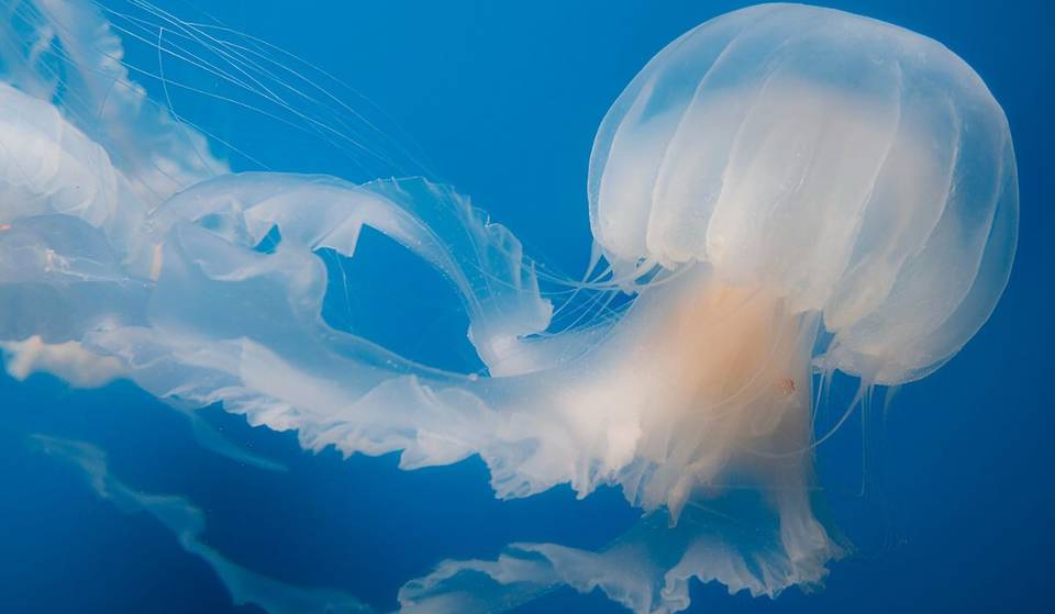 The Aquarium of the Pacific is opening its $2 million jellyfish exhibit, featuring 40+ species in a 7,700-gallon saltwater tank — here’s when