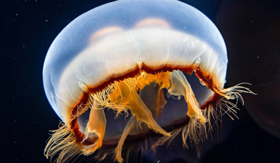 You can touch Asian moon jellyfish at a new exhibition that just opened inside Long Beach’s Aquarium of the Pacific