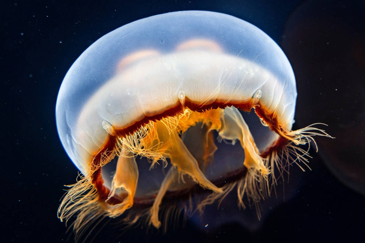 You can touch Asian moon jellyfish at a new exhibition that just opened inside Long Beach’s Aquarium of the Pacific