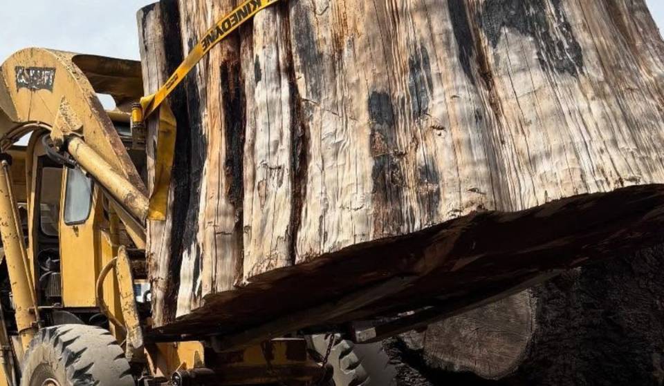 Ein riesiger Teil eines 1.500 Jahre alten kalifornischen Riesenmammutbaums ist auf dem Weg ins Smithsonian – er stammt aus der Zeit der Maya-Pyramiden