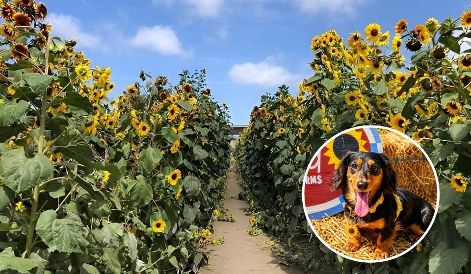 A menos de una hora de Los Ángeles, el campo de girasoles más grande del sur de California acoge este fin de semana un evento de una sola noche en el que puedes traer a tu perro.