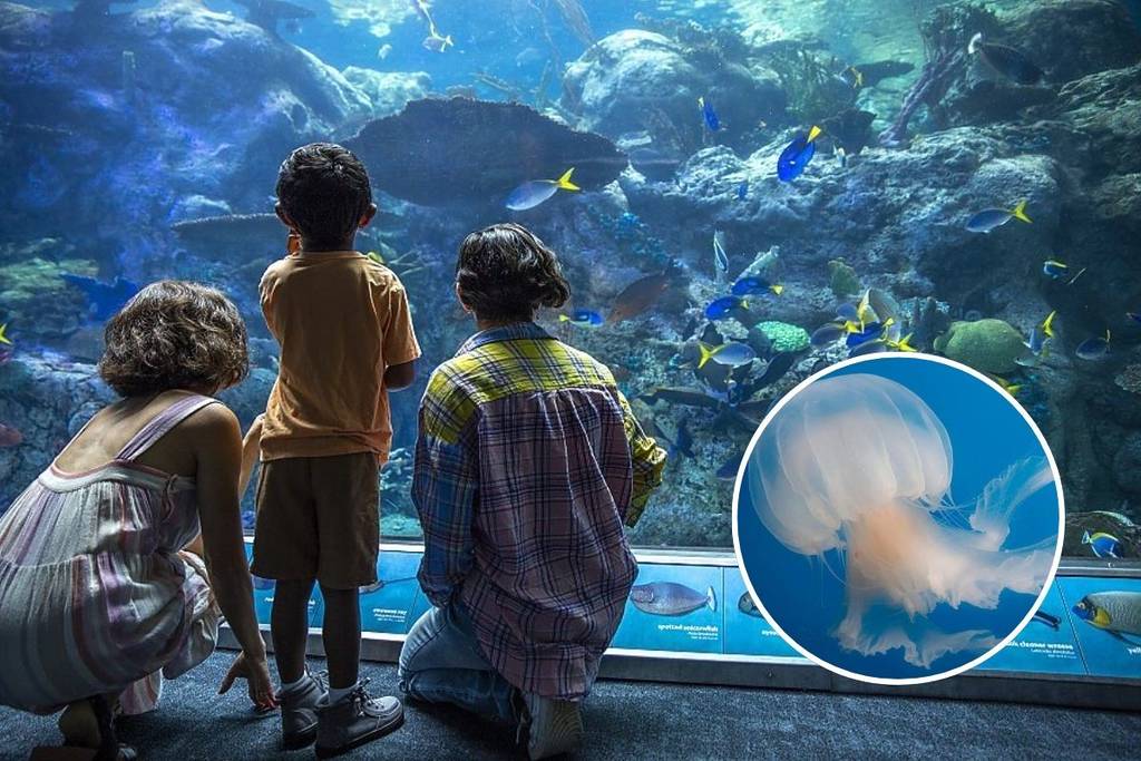 Aquarium of the Pacific