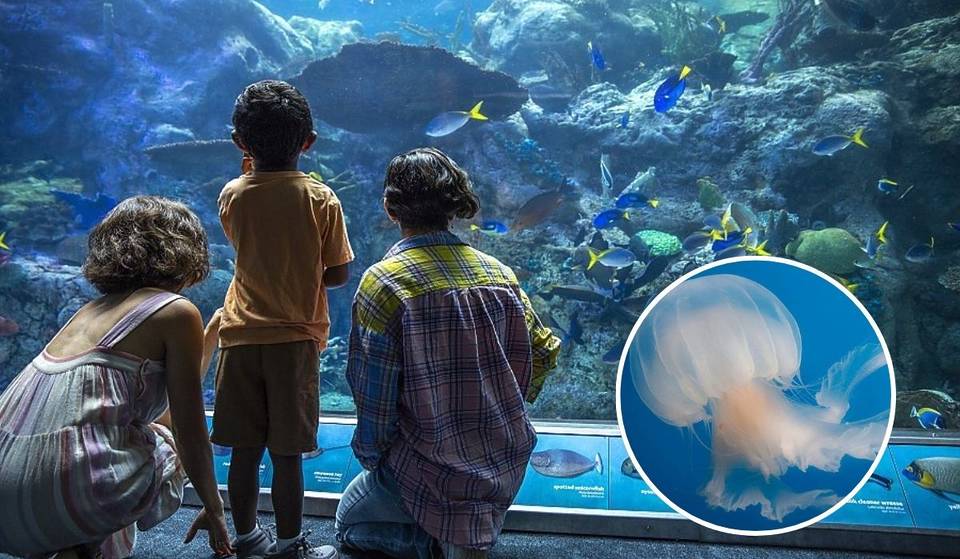 El acuario más grande de la costa oeste estrena una gigantesca exposición de medusas de 2 millones de dólares, con más de 40 especies en un tanque de agua salada de 7700 galones
