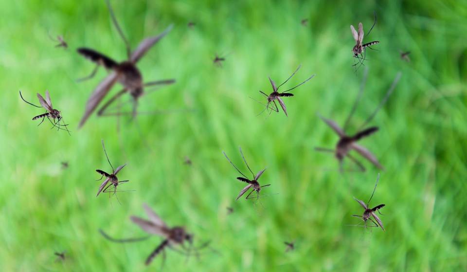 Google quiere soltar 32 millones de mosquitos en California —sería el mayor despliegue de mosquitos en la historia de EE. UU.