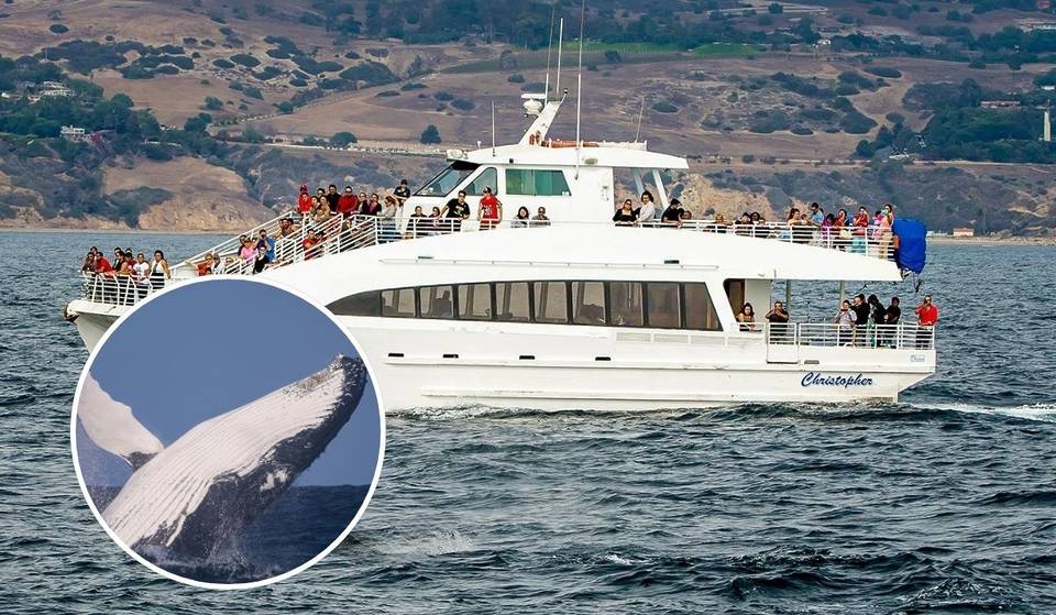 This SoCal whale-watching cruise offers sightings of the world’s largest animal all summer long — and it’s just 30 minutes from L.A.